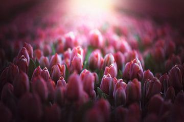 roze tulpen in de ochtendzon van Marijke Groos