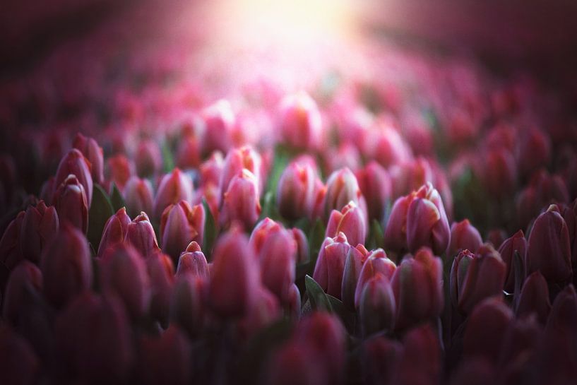 pink tulips in the morning sun by Marijke Groos