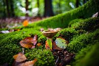 Herbstszene mit Moos und Pilzen von Fotografiecor .nl Miniaturansicht