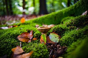 Herbstszene mit Moos und Pilzen