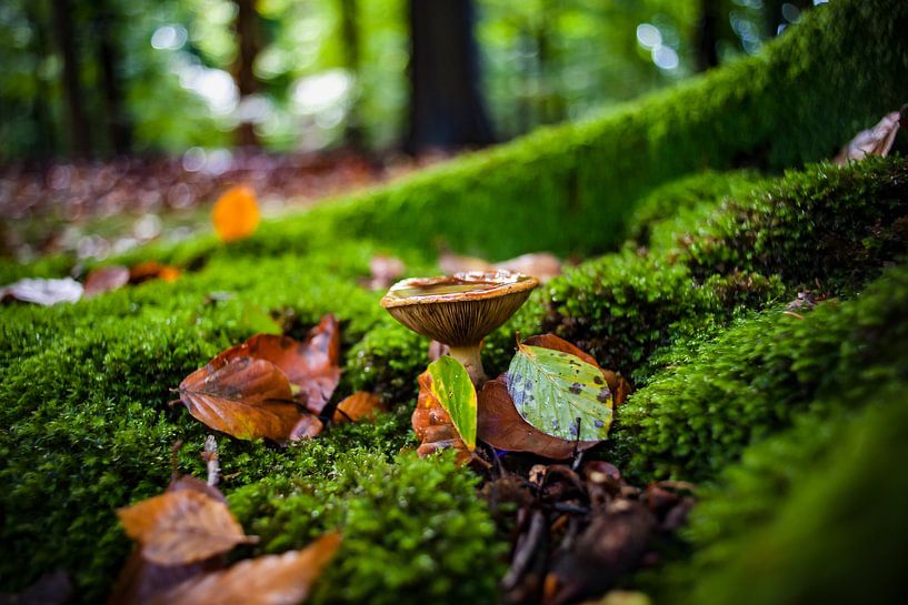 Herbstszene mit Moos und Pilzen von Fotografiecor .nl