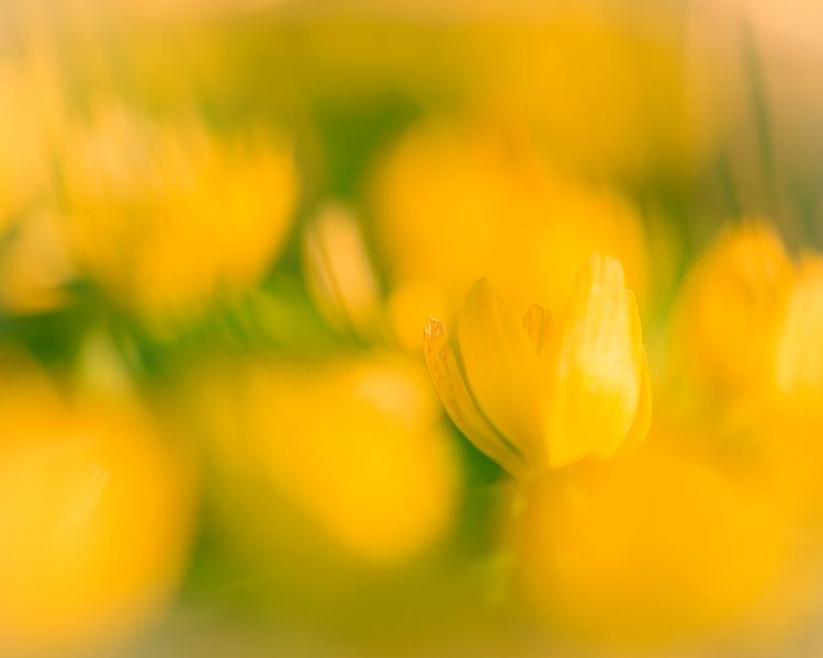 anschmiegsame Winterlinge von Horst Husheer