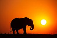 Afrikaanse olifant met zonsondergang van Caroline van der Vecht thumbnail