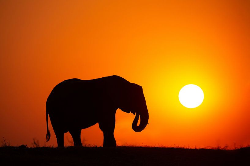 Afrikaanse olifant met zonsondergang van Caroline van der Vecht
