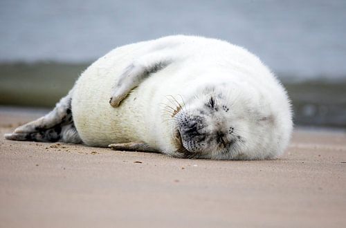 Pup van een grijze zeehond slaapt op het strand.