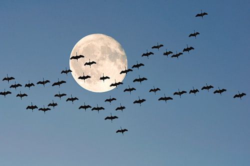 Vlucht kraanvogels met de maan