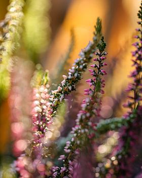 La bruyère dans la lumière chaude