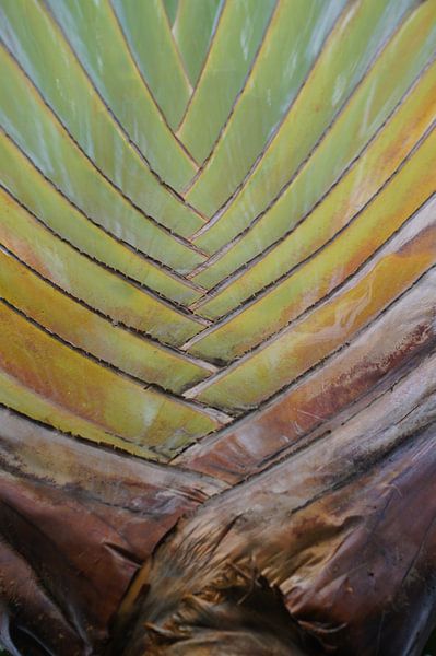 Modèles de la nature par Niek Traas