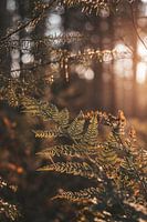 Sailing in the forest