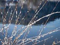 Cold as ice OR froid comme la glace