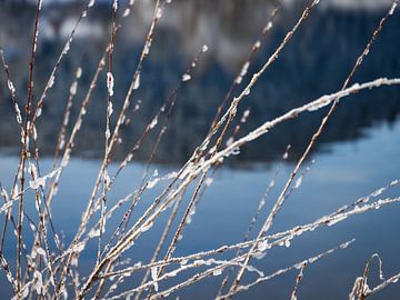 Cold as ice OF froid comme la glace van Captured Created by Cathleen