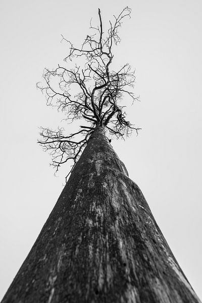 Ce qu'il y a dans un arbre par Rik Verslype