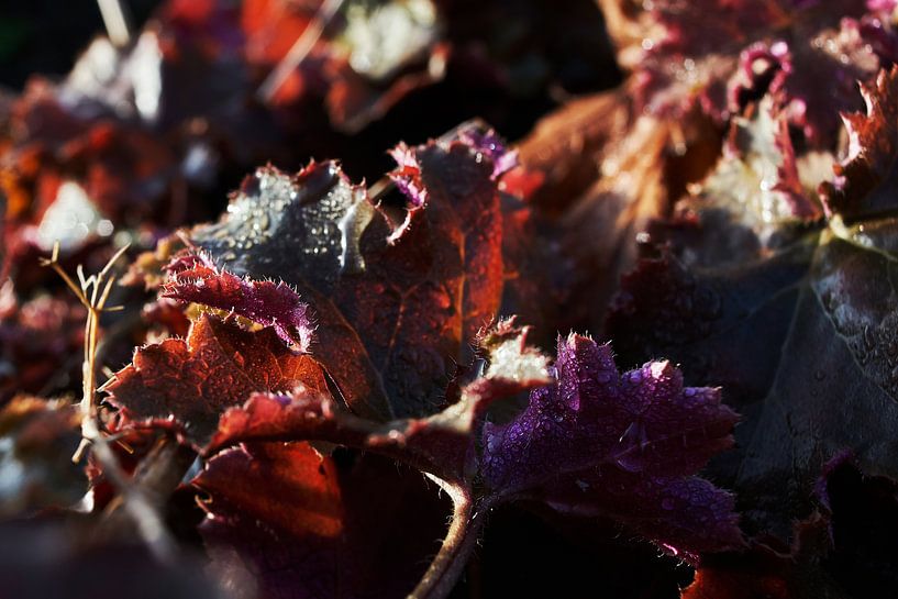 Colors (by nature) von Wijnand Kroes