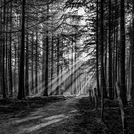 Sonnenschein durch die Bäume auf der Veluwe. von Don Fonzarelli