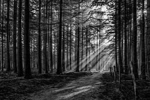 Zon door de bomen op de Veluwe. van Don Fonzarelli