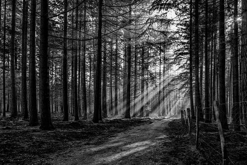 Sunshine through the trees on the Veluwe.