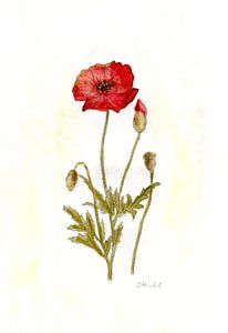 De papaver van Sandra Steinke