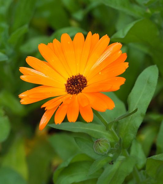 Goudsbloem van Bo Valentino
