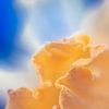 Abstract 33 or folds and creases by Pieter van Roijen