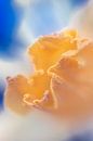 Abstract 34 ofwel vouwen en kreukels van Pieter van Roijen thumbnail