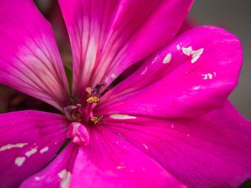 Roze bloem van Martijn Tilroe