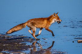 Eine Füchsin ist mit ihrer Beute, einem Gänseei, auf dem Weg zu ihren Welpen.