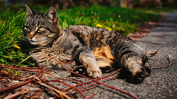 Relaxed moments of a velvet paw