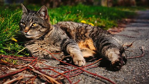 Relaxed moments of a velvet paw