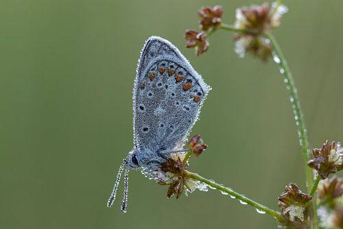 Schmetterling voller Tautropfen