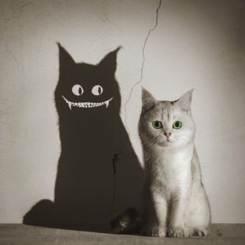 Süße Katze – gruseliger Schatten