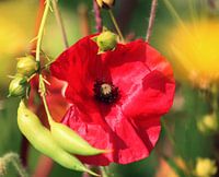 Mohn