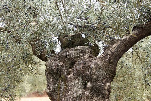 Olive tree, good size! by Jan Katuin
