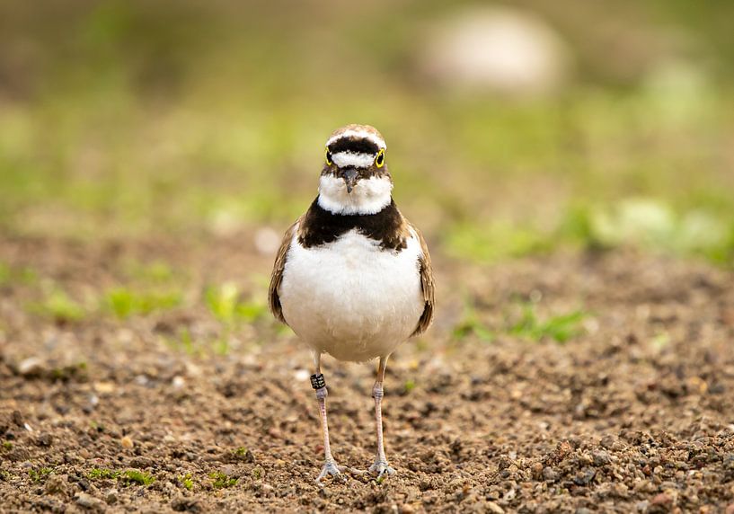 Adult Little Plover. by Wouter Van der Zwan