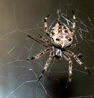 Zwerchfellspinne