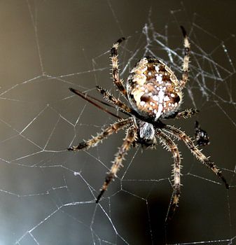 araignée à l'entrejambe
