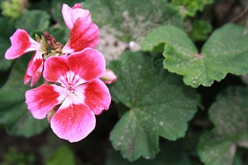 roze bloem van Dewi Hoffs