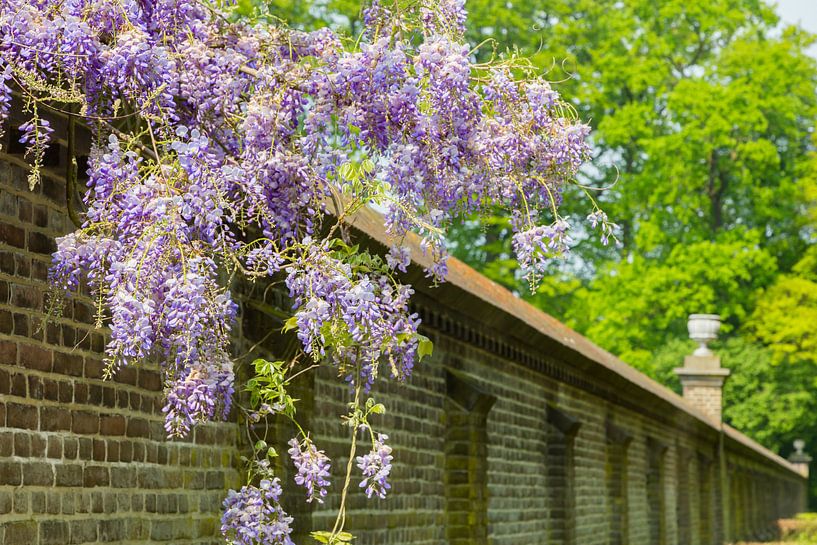 Blooming blue wisteria hanging over long brick wall by Ben Schonewille