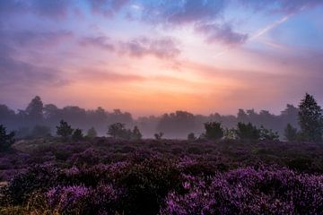 De magische heide van Tvurk Photography