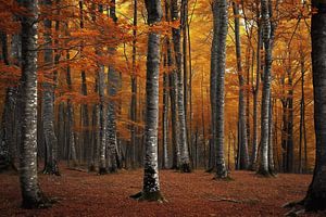 Romantischer Herbstwald