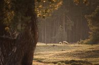 Verstopt achter de boom, kijkend naar de schapen van Steven Marinus thumbnail