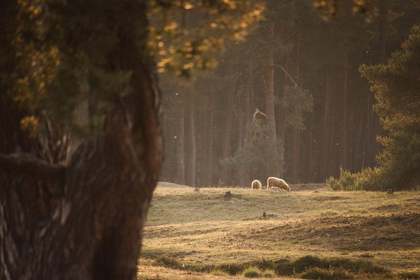 Versteckt hinter dem Baum, mit Blick auf die Schafe. von Steven Marinus