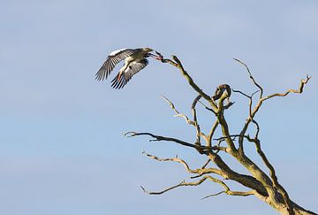 Ooievaar zonsopkomst Oudemolen - Drenthe (Nederland) van Marcel Kerdijk