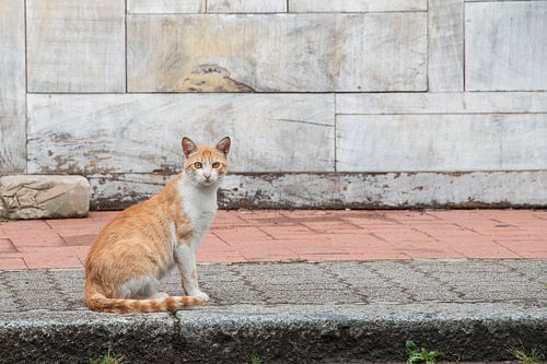 Portret van een zwerfkatje in Italië.