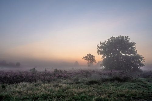 Rozendaalse veld part 9