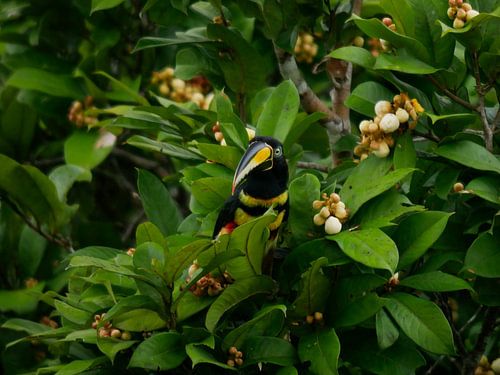 Many banded Aracari - Toekan in de Amazone