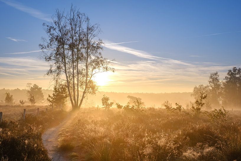 Birch Sunrise by Johan Vanbockryck