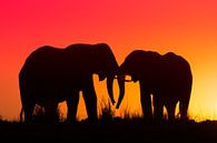 Silhouet van twee olifanten in de ondergaande zon van Awesome Wonder thumbnail