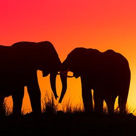 Silhouette de deux éléphants au soleil couchant sur Awesome Wonder