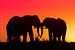 Silhouet van twee olifanten in de ondergaande zon van De Afrika Specialist
