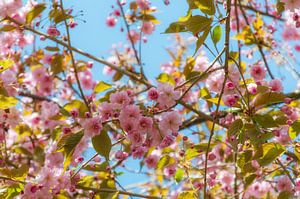 Kirschblüten von Steffen Gierok